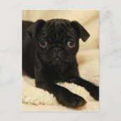 Black Pug Puppy Briefkaart (Voorkant)