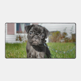 Black Pug Puppy Bureaumat