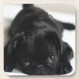 Black Pug Puppy Drankjes Onderzetter