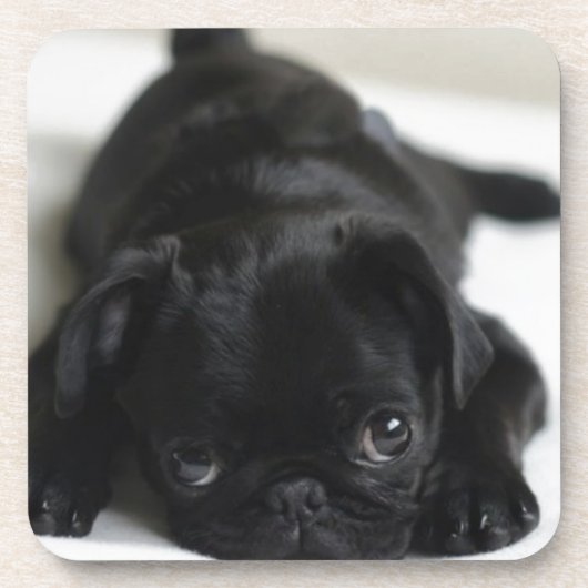 Black Pug Puppy Drankjes Onderzetter (Voorkant)