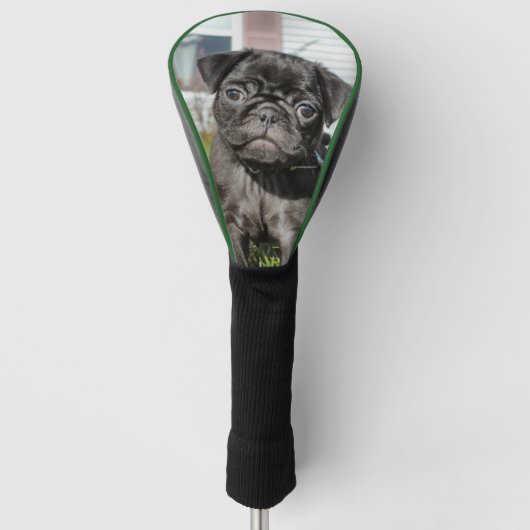 Black Pug puppy Golfheadcover (Voorkant)
