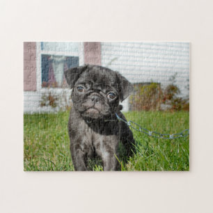 Black Pug puppy Legpuzzel