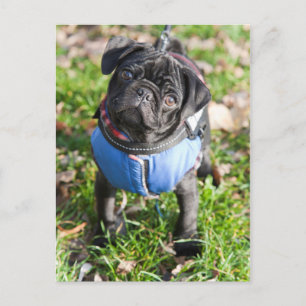 Black Pug Puppy met jas Briefkaart