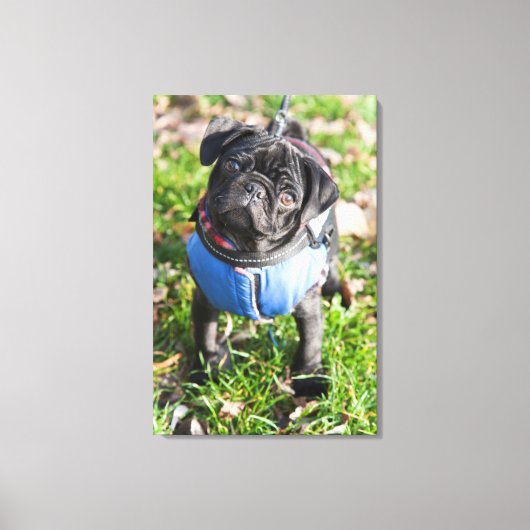 Black Pug Puppy met jas Canvas Afdruk (Voorkant)
