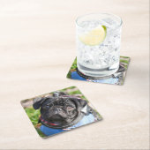 Black Pug Puppy met jas Kartonnen Onderzetters (Insitu)