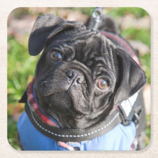 Black Pug Puppy met jas Kartonnen Onderzetters (Voorkant)