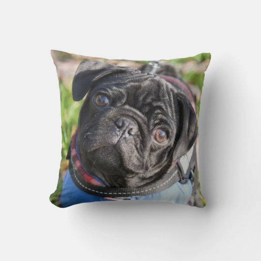 Black Pug Puppy met jas Kussen (Voorkant)
