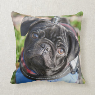 Black Pug Puppy met jas Kussen