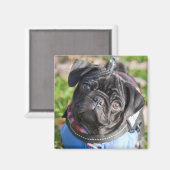 Black Pug Puppy met jas Magneet (Voorkant / Achterkant)