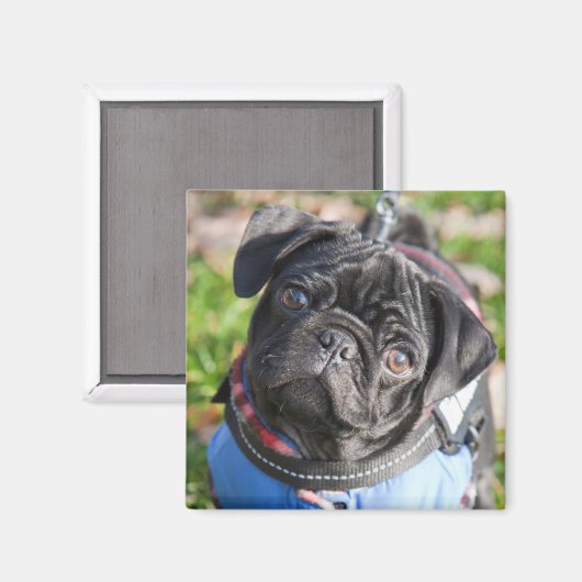 Black Pug Puppy met jas Magneet (Voorkant / Achterkant)