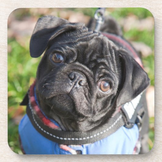 Black Pug Puppy met jas Onderzetter (Voorkant)