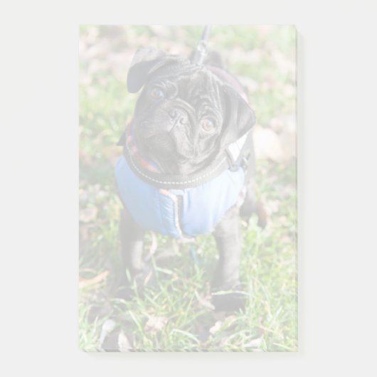 Black Pug Puppy met jas Post-it® Notes (Voorkant)