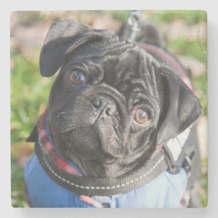 Black Pug Puppy met jas Stenen Onderzetter