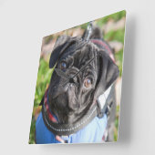 Black Pug Puppy met jas Vierkante Klok (Hoek)