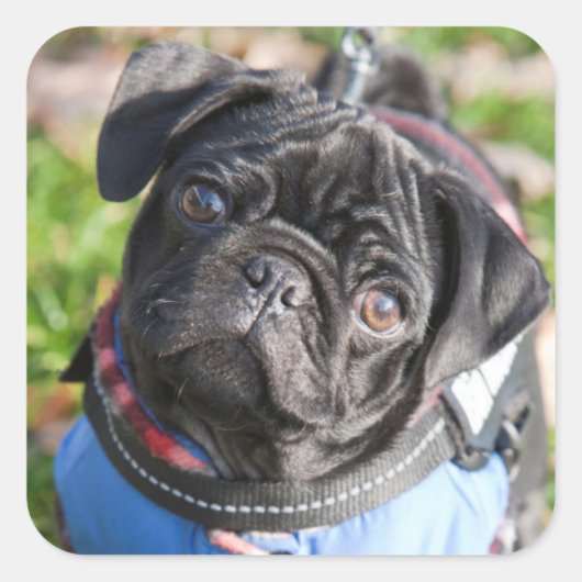 Black Pug Puppy met jas Vierkante Sticker (Voorkant)