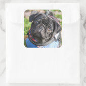 Black Pug Puppy met jas Vierkante Sticker (Tas)