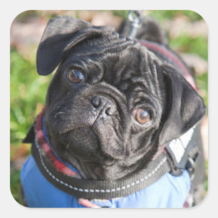 Black Pug Puppy met jas Vierkante Sticker