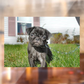 Black Pug puppy Raamsticker (Vel 2)
