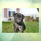Black Pug puppy Raamsticker (Vel 3)