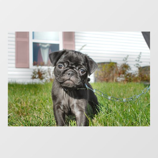 Black Pug puppy Raamsticker (Vel)