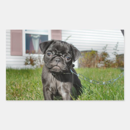 Black Pug puppy Rechthoekige Sticker (Voorkant)