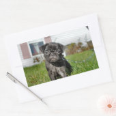 Black Pug puppy Rechthoekige Sticker (Envelop)