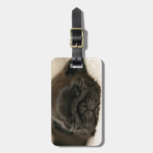 Black Pug Puppy Slaping Bagagelabel (Voorkant verticaal)