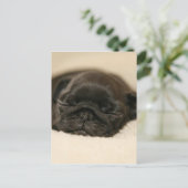 Black Pug Puppy Slaping Briefkaart (Staand voorkant)