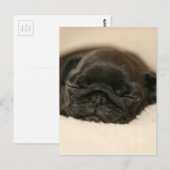 Black Pug Puppy Slaping Briefkaart (Voorkant / Achterkant)