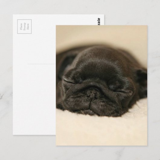 Black Pug Puppy Slaping Briefkaart (Voorkant / Achterkant)