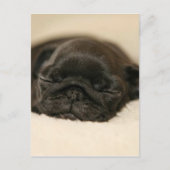 Black Pug Puppy Slaping Briefkaart (Voorkant)