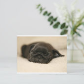 Black Pug Puppy Slaping Briefkaart (Staand voorkant)