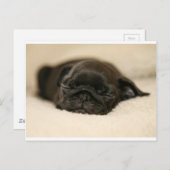 Black Pug Puppy Slaping Briefkaart (Voorkant / Achterkant)