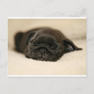 Black Pug Puppy Slaping Briefkaart