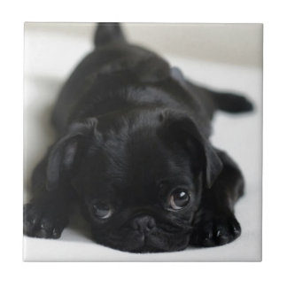 Black Pug Puppy Tegeltje