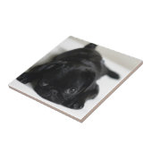 Black Pug Puppy Tegeltje (Zijkant)