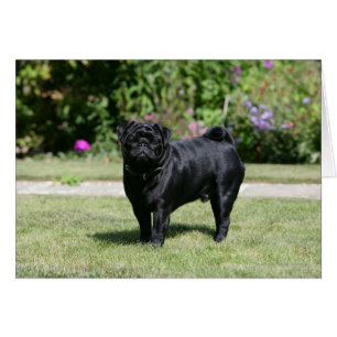 Black Pug Standing View Camera