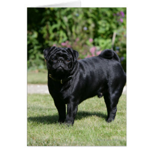 Black Pug Standing View Camera