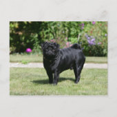 Black Pug Standing View Camera Briefkaart (Voorkant)