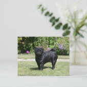 Black Pug Standing View Camera Briefkaart (Staand voorkant)