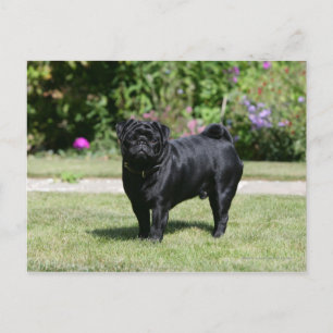 Black Pug Standing View Camera Briefkaart