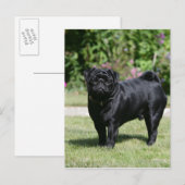 Black Pug Standing View Camera Briefkaart (Voorkant / Achterkant)