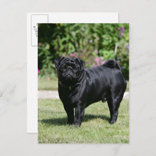 Black Pug Standing View Camera Briefkaart (Voorkant / Achterkant)