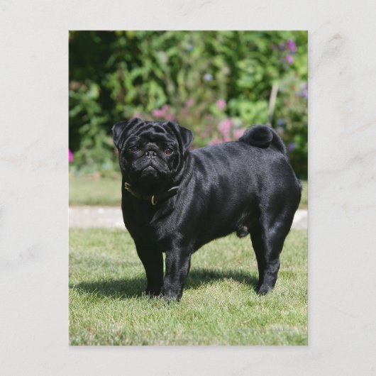 Black Pug Standing View Camera Briefkaart (Voorkant)