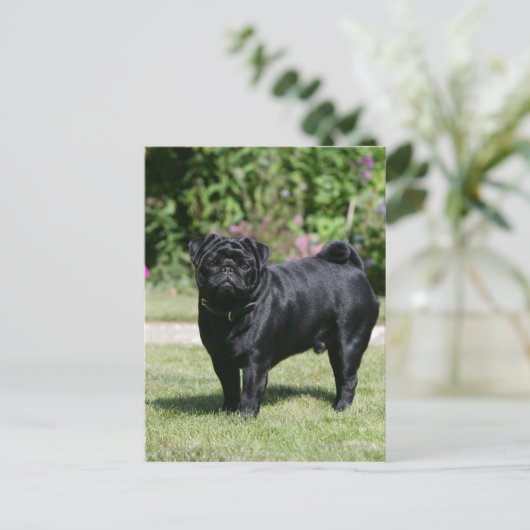 Black Pug Standing View Camera Briefkaart (Staand voorkant)