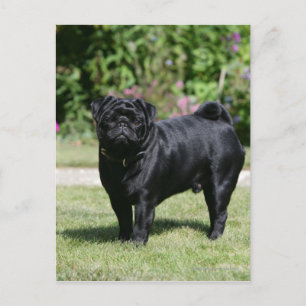 Black Pug Standing View Camera Briefkaart
