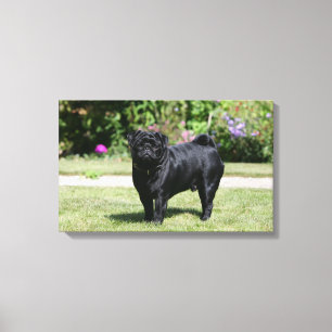 Black Pug Standing View Camera Canvas Afdruk