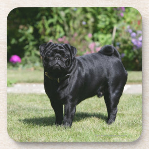 Black Pug Standing View Camera Drankjes Onderzetter