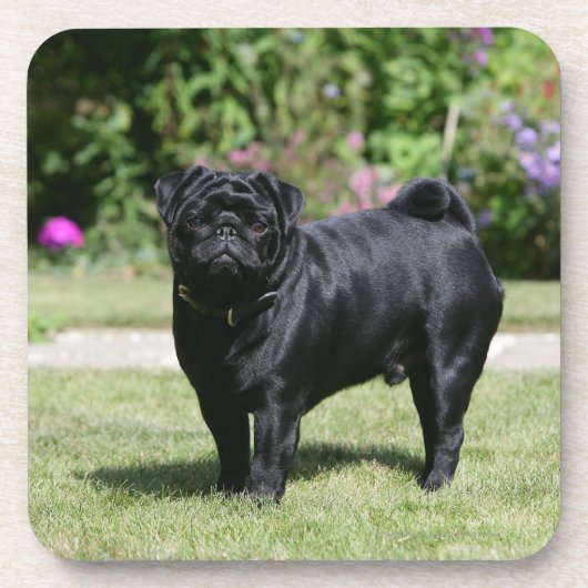Black Pug Standing View Camera Drankjes Onderzetter (Voorkant)