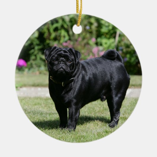 Black Pug Standing View Camera Keramisch Ornament (Voorkant)